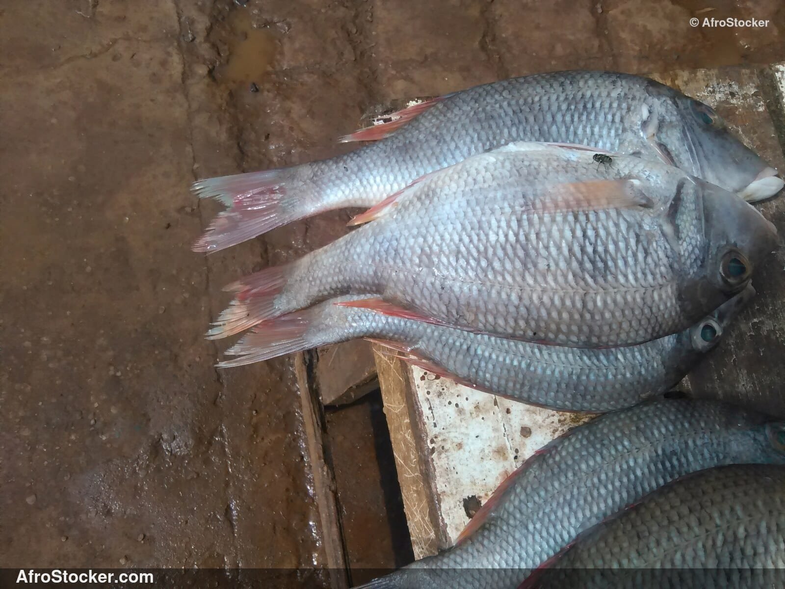 Fish Seller Riverside Africa / Marchand de Poissons Afrique Riveraine | AfroStocker