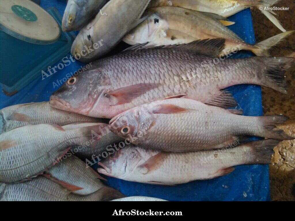 Fresh Fish Riverside Africa / Poissons Frais Afrique Riveraine | AfroStocker