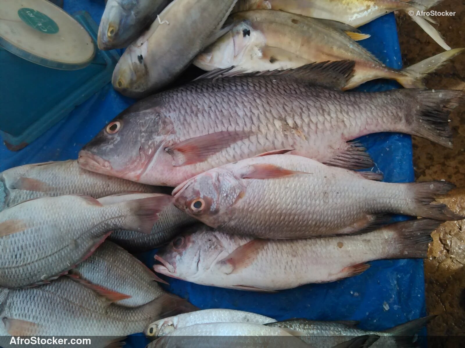 Fresh Fish Riverside Africa / Poissons Frais Afrique Riveraine | AfroStocker