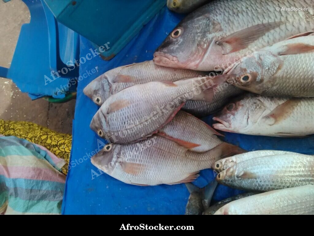 Fish Market West Africa / Marché aux Poissons Afrique de l'Ouest | AfroStocker