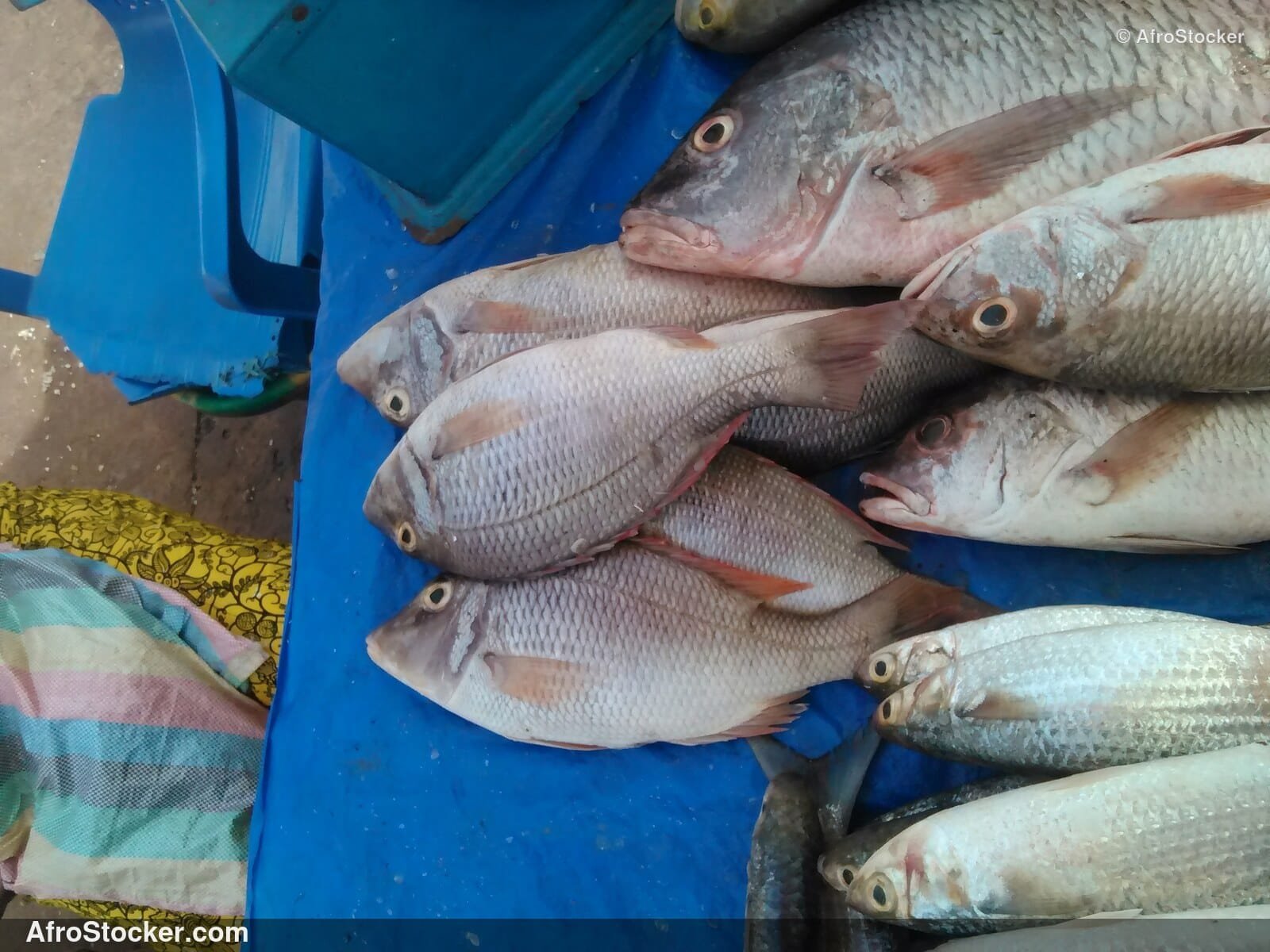 Fish Market West Africa / Marché aux Poissons Afrique de l'Ouest | AfroStocker