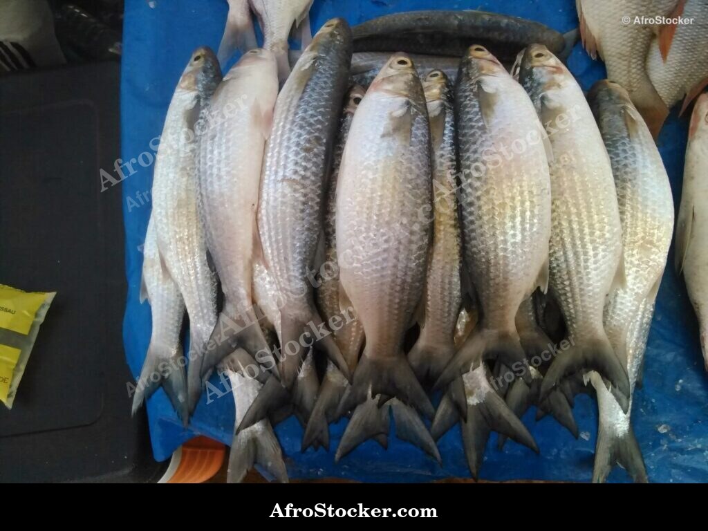 Fish Vendor West Africa / Vendeur de Poissons Afrique de l'Ouest | AfroStocker