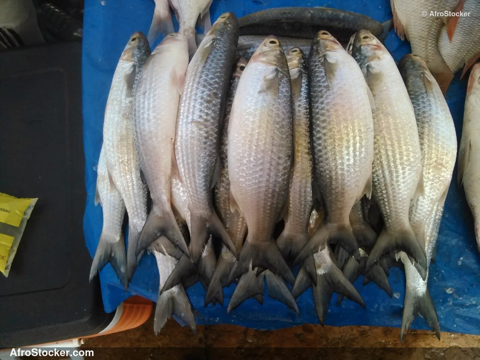 Fish Vendor West Africa / Vendeur de Poissons Afrique de l'Ouest | AfroStocker