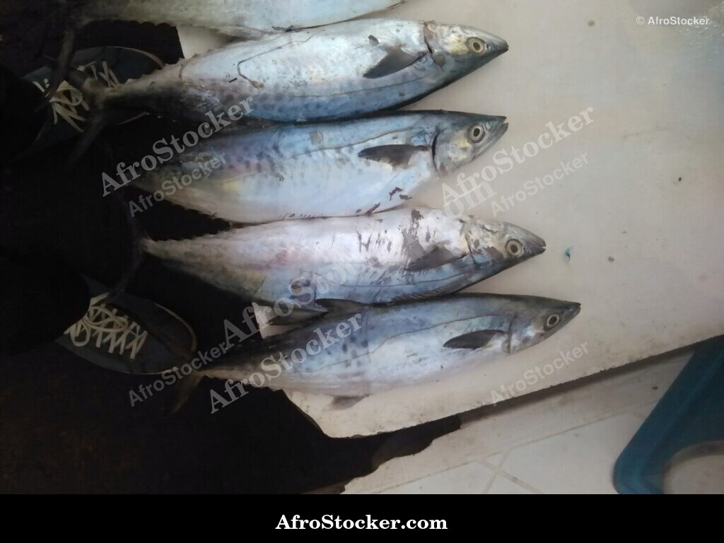 Fish Catch West Africa / Pêche Afrique de l'Ouest | AfroStocker