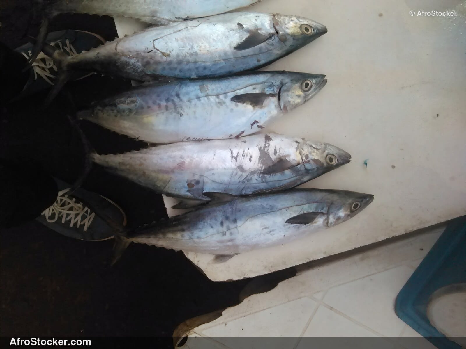 Fish Catch West Africa / Pêche Afrique de l'Ouest | AfroStocker
