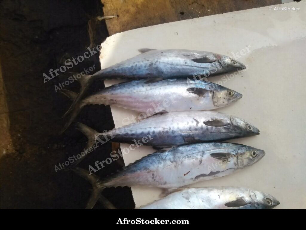 Fish Trade Coastal Village / Commerce de Poissons Village Côtier | AfroStocker