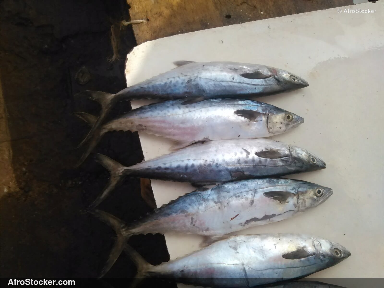 Fish Trade Coastal Village / Commerce de Poissons Village Côtier | AfroStocker