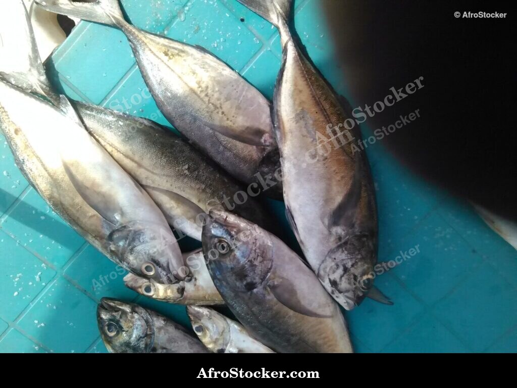 Fish Display Coastal Village / Étalage de Poissons Village Côtier | AfroStocker