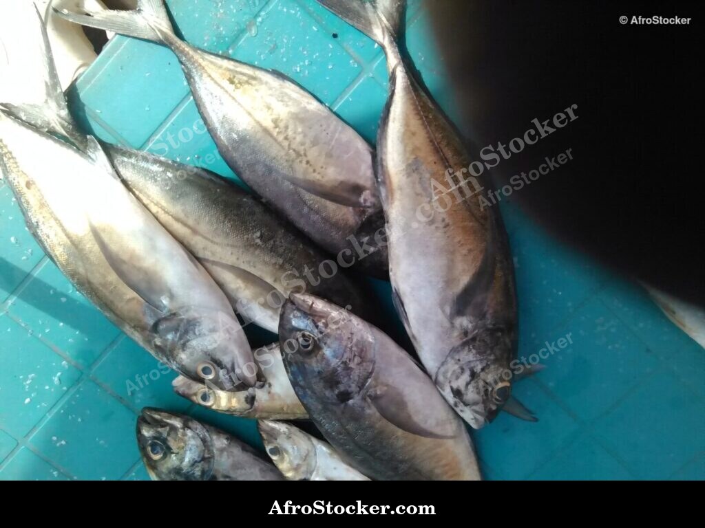 Fish Stall Coastal Village / Stand de Poissons Village Côtier | AfroStocker