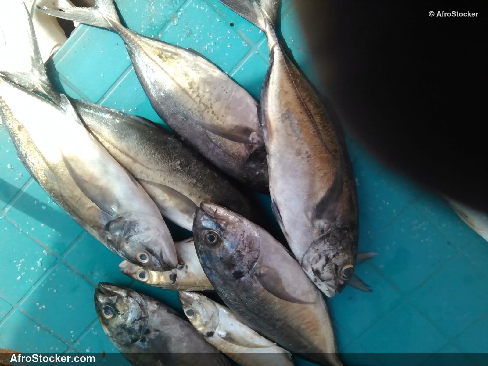 Fish Stall Coastal Village / Stand de Poissons Village Côtier | AfroStocker