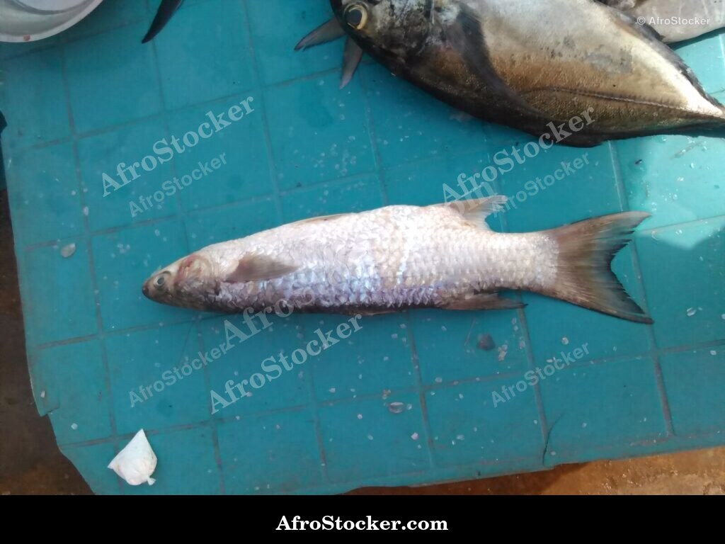 Fish Seller African Market / Marchand de Poissons Marché Africain | AfroStocker