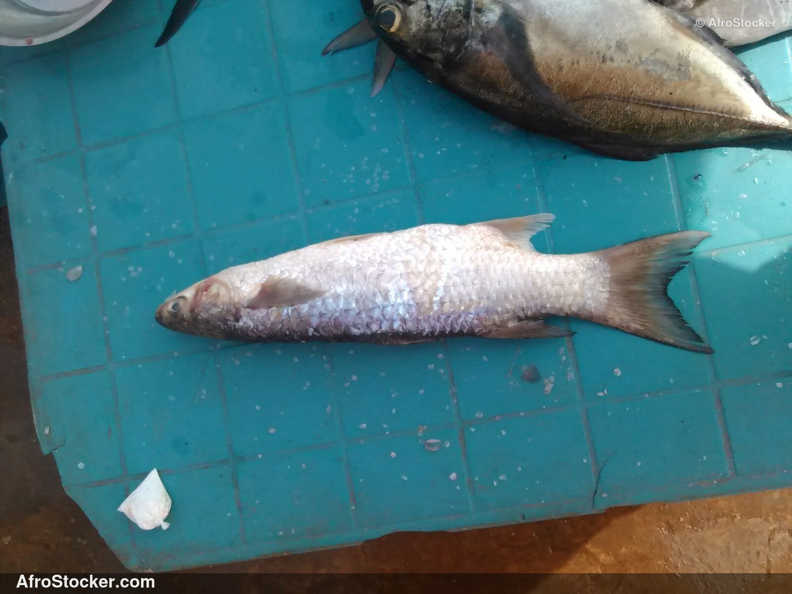 Fish Seller African Market / Marchand de Poissons Marché Africain | AfroStocker