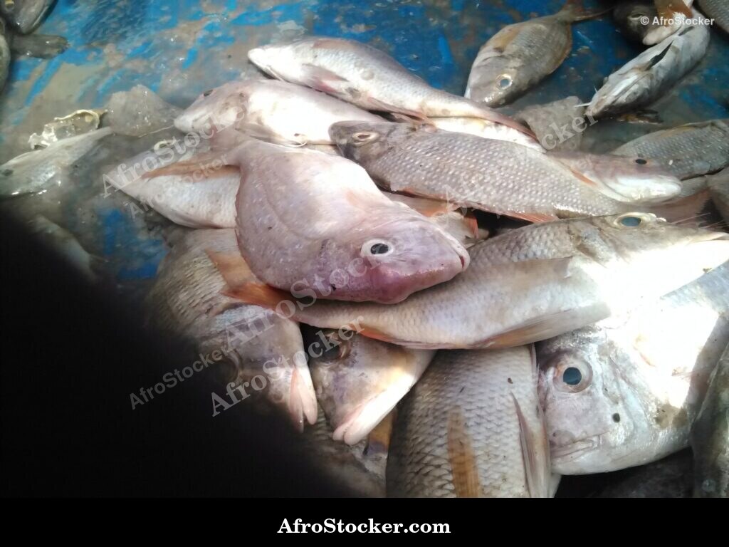 Fish Market African Market / Marché aux Poissons Marché Africain | AfroStocker