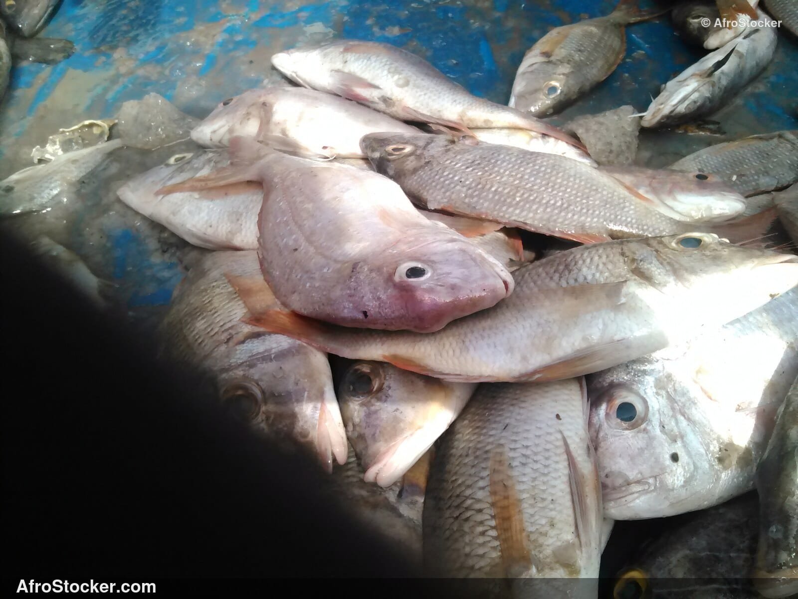 Fish Market African Market / Marché aux Poissons Marché Africain | AfroStocker