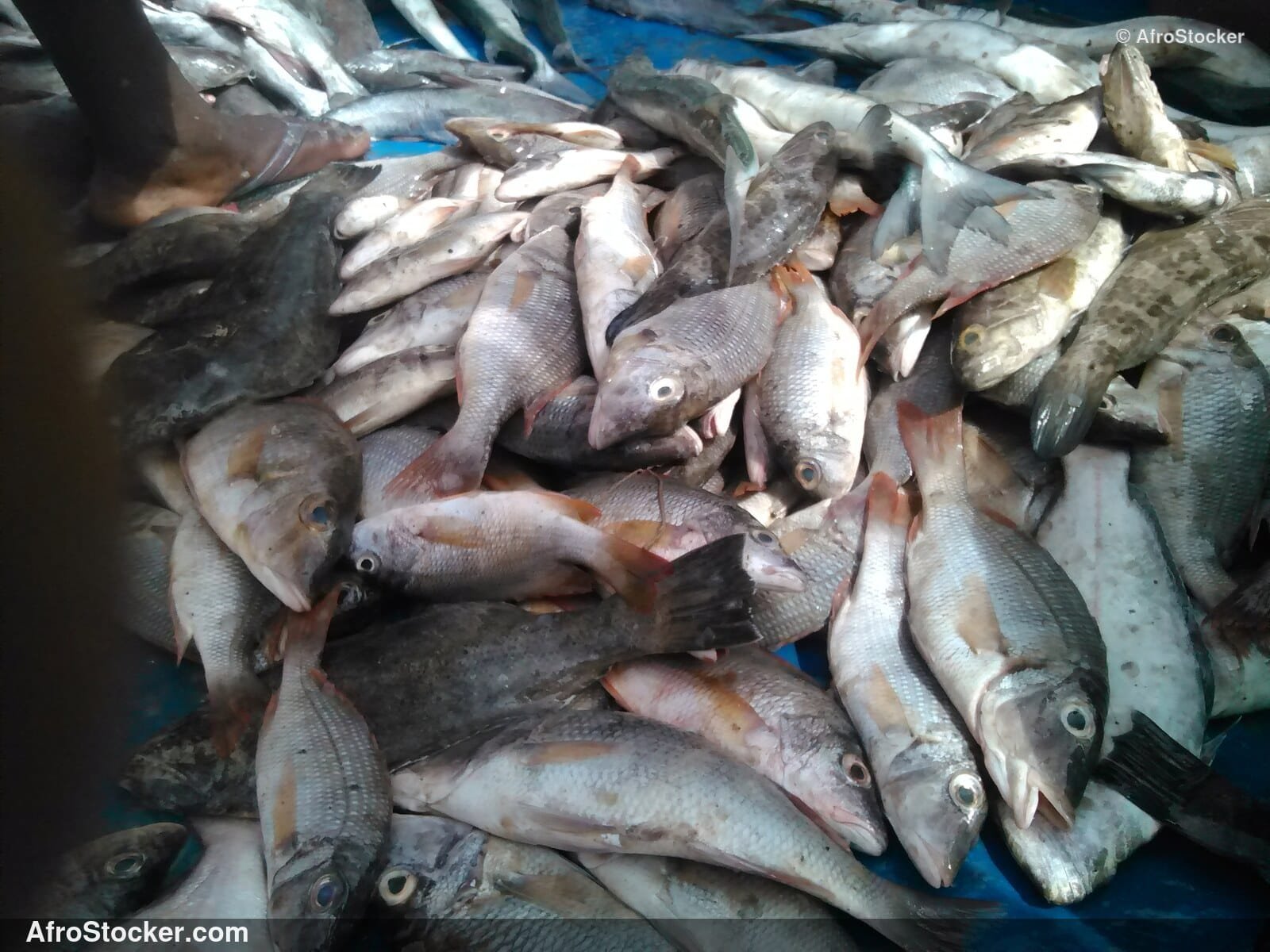 Fish Vendor Local Market / Vendeur de Poissons Marché Local | AfroStocker