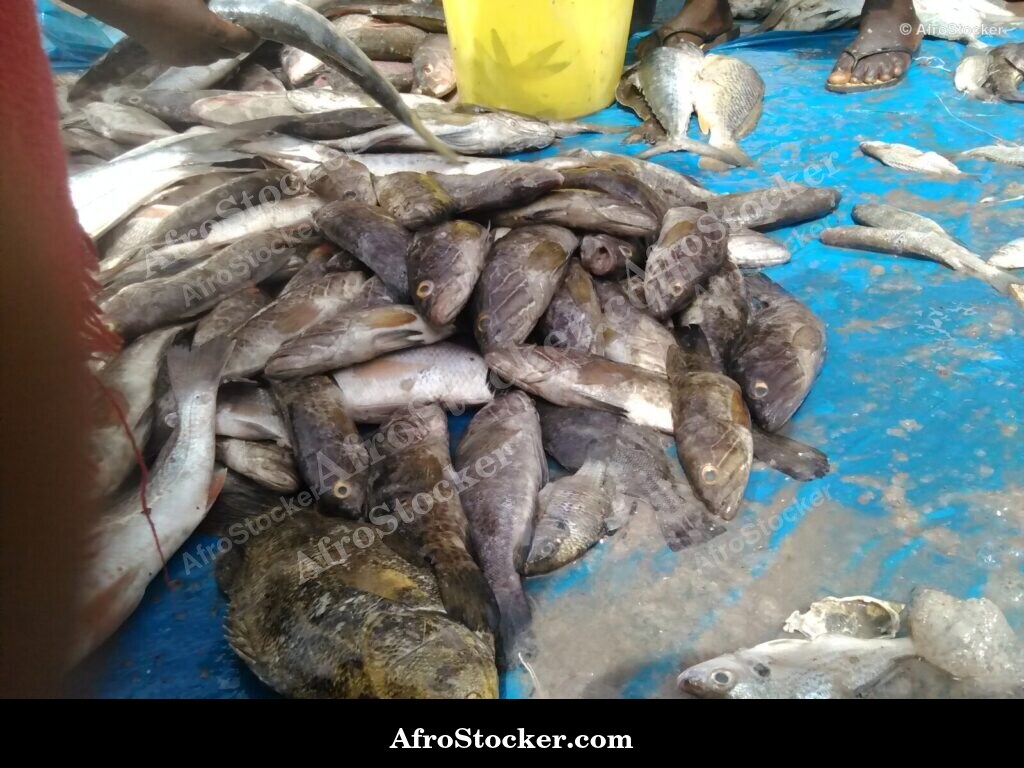 Fish Catch Local Market / Pêche Marché Local | AfroStocker
