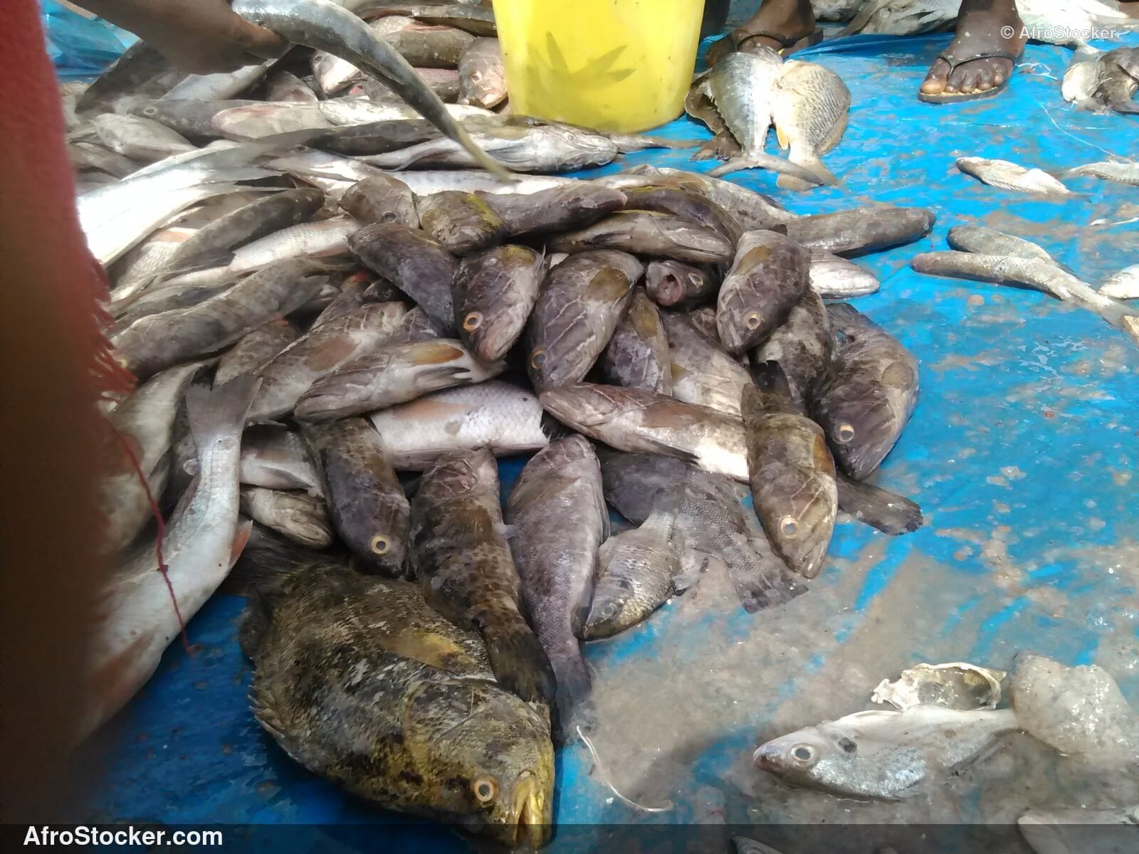 Fish Catch Local Market / Pêche Marché Local | AfroStocker