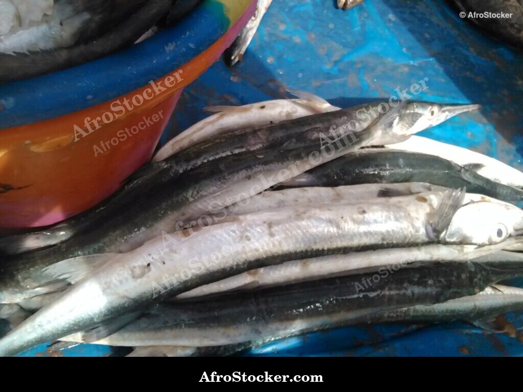 Fish Trade Local Market / Commerce de Poissons Marché Local | AfroStocker