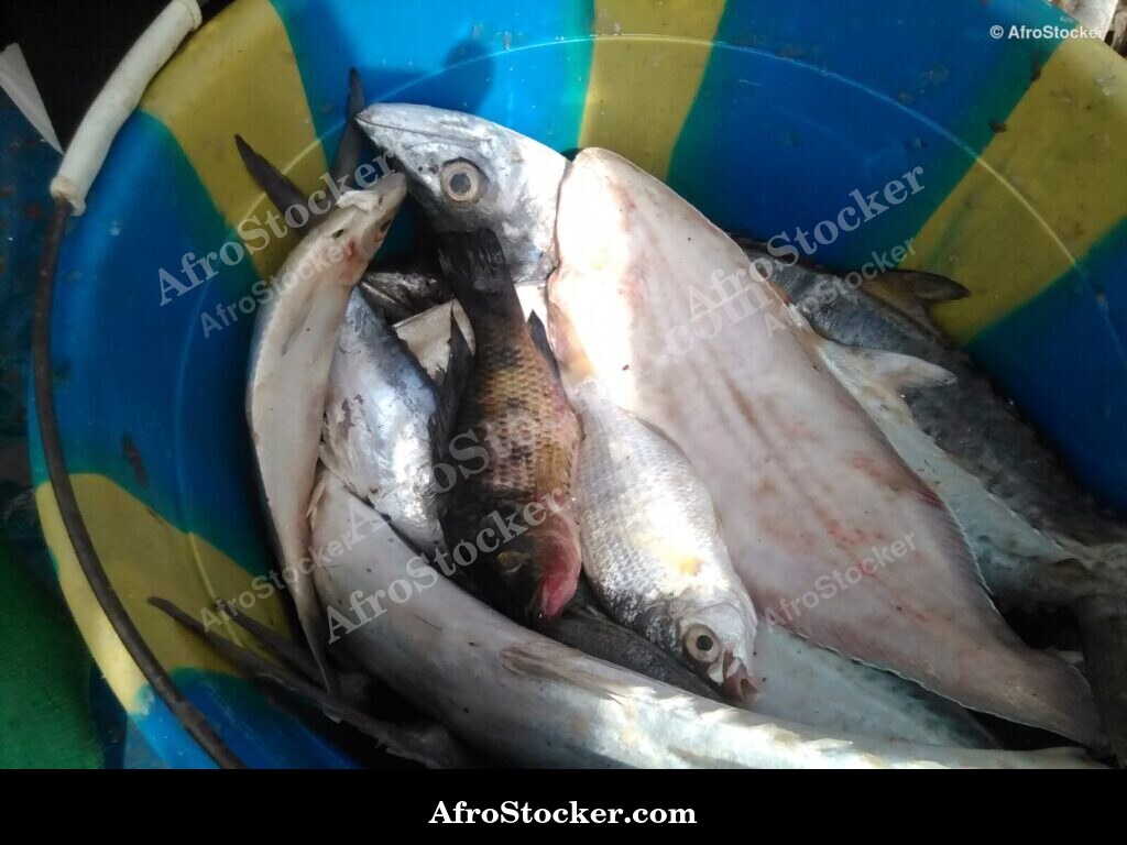 Fish Stall Village Market / Stand de Poissons Marché du Village | AfroStocker