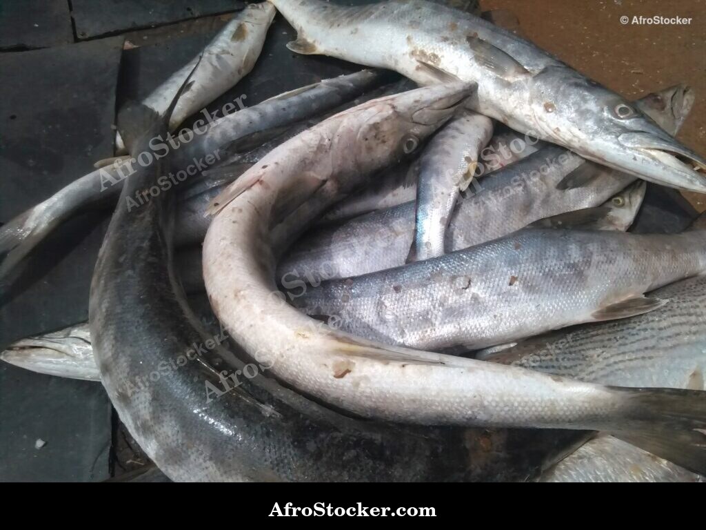 Fish Seller Village Market / Marchand de Poissons Marché du Village | AfroStocker