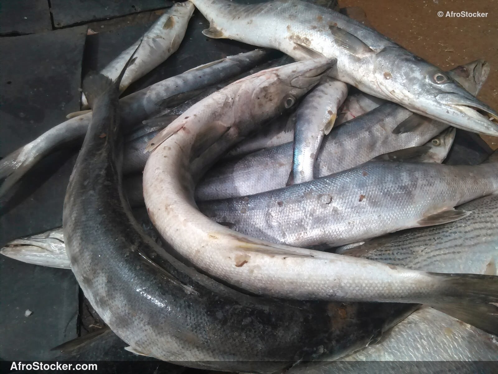 Fish Seller Village Market / Marchand de Poissons Marché du Village | AfroStocker