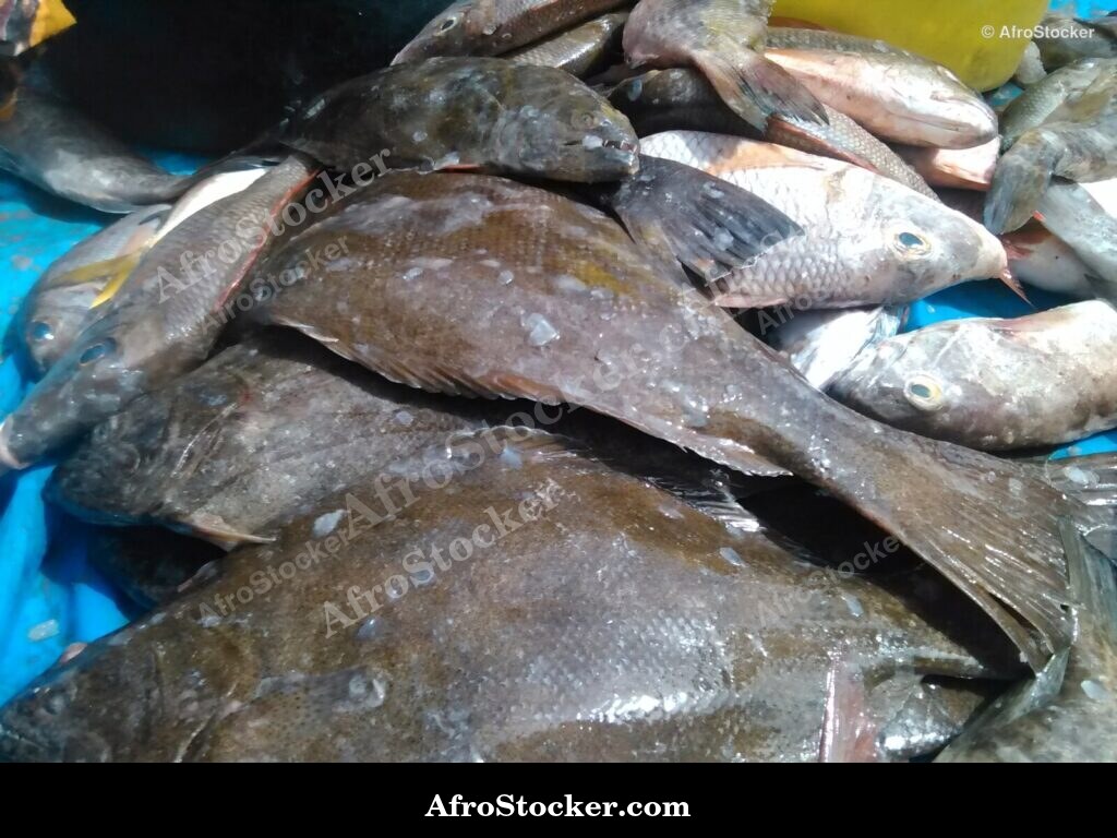 Fish Market Seaside Africa / Marché aux Poissons Afrique Côtière | AfroStocker