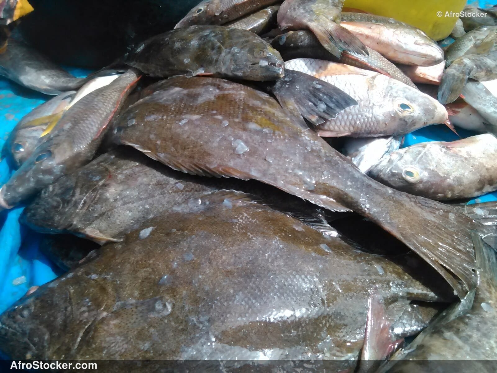 Fish Market Seaside Africa / Marché aux Poissons Afrique Côtière | AfroStocker