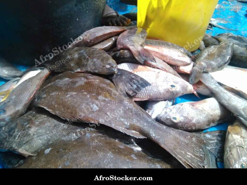 Fish Vendor Seaside Africa / Vendeur de Poissons Afrique Côtière | AfroStocker