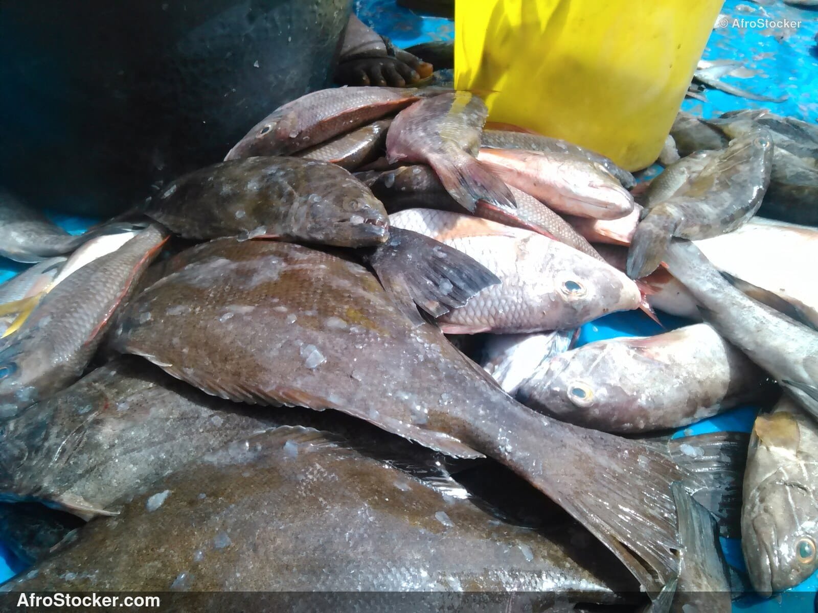 Fish Vendor Seaside Africa / Vendeur de Poissons Afrique Côtière | AfroStocker