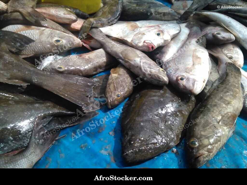 Fish Catch Traditional Africa / Pêche Afrique Traditionnelle | AfroStocker