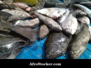 Fish Catch Traditional Africa - Close-Up View