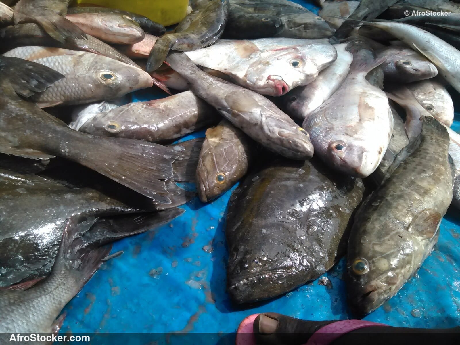 Fish Catch Traditional Africa / Pêche Afrique Traditionnelle | AfroStocker