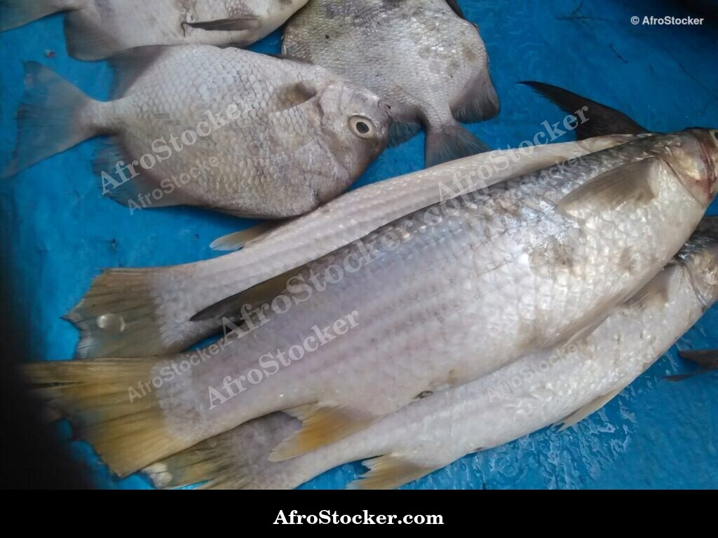 Fish Trade Traditional Africa / Commerce de Poissons Afrique Traditionnelle | AfroStocker