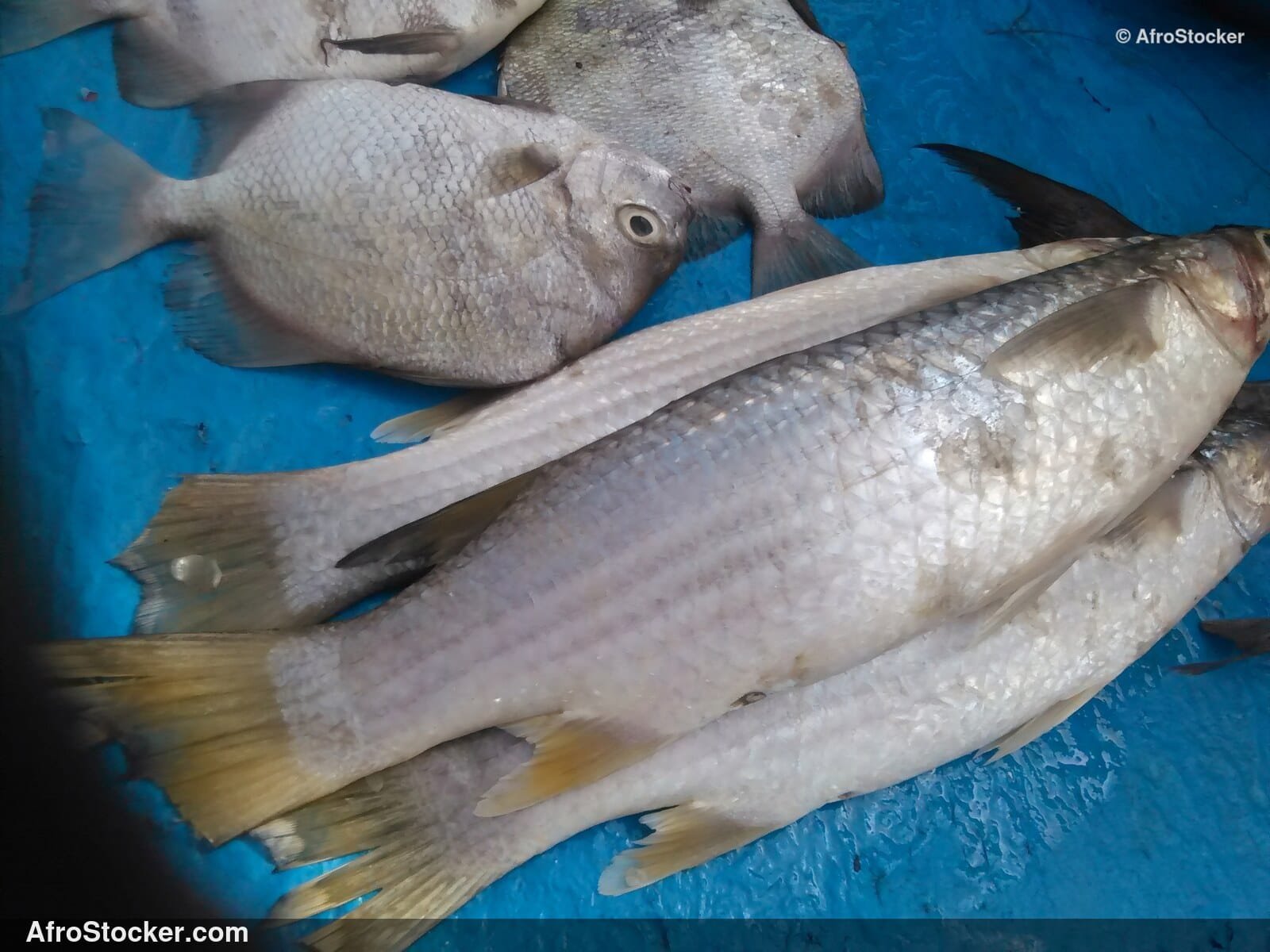 Fish Trade Traditional Africa / Commerce de Poissons Afrique Traditionnelle | AfroStocker