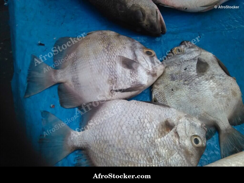 Fish Display Traditional Africa / Étalage de Poissons Afrique Traditionnelle | AfroStocker