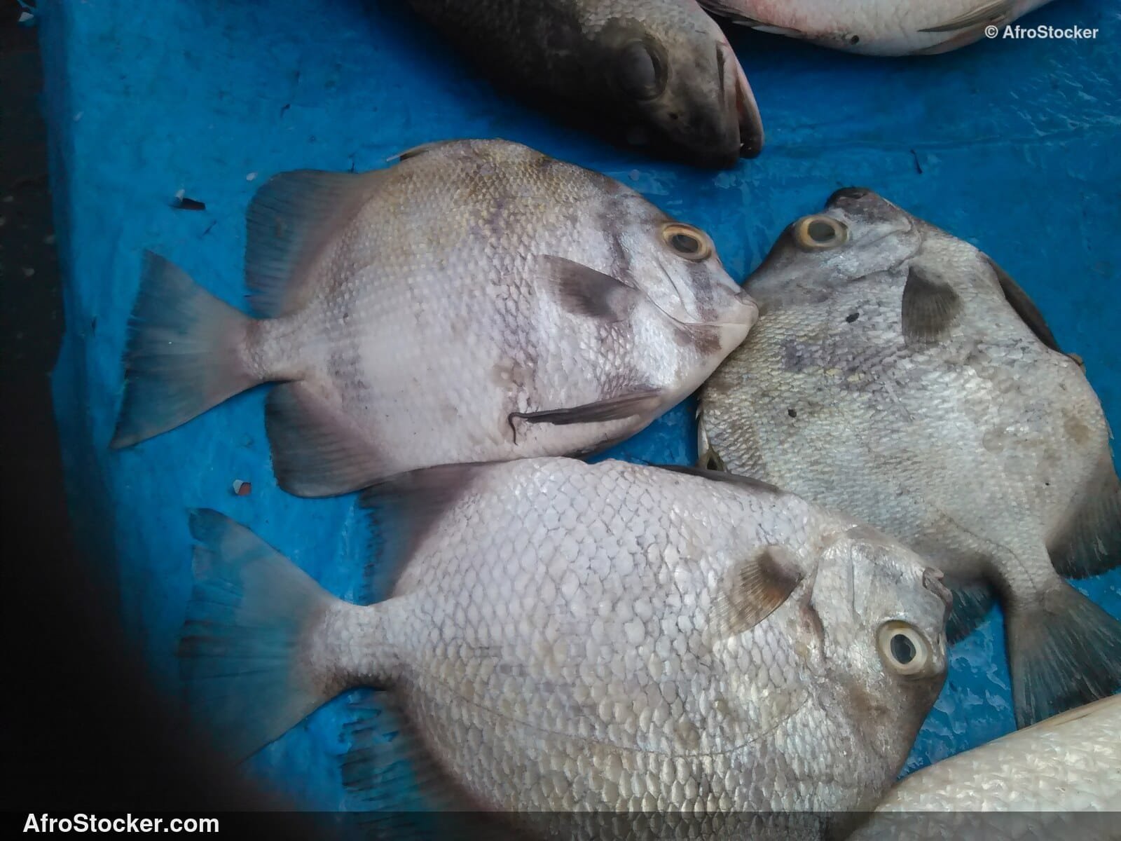 Fish Display Traditional Africa / Étalage de Poissons Afrique Traditionnelle | AfroStocker