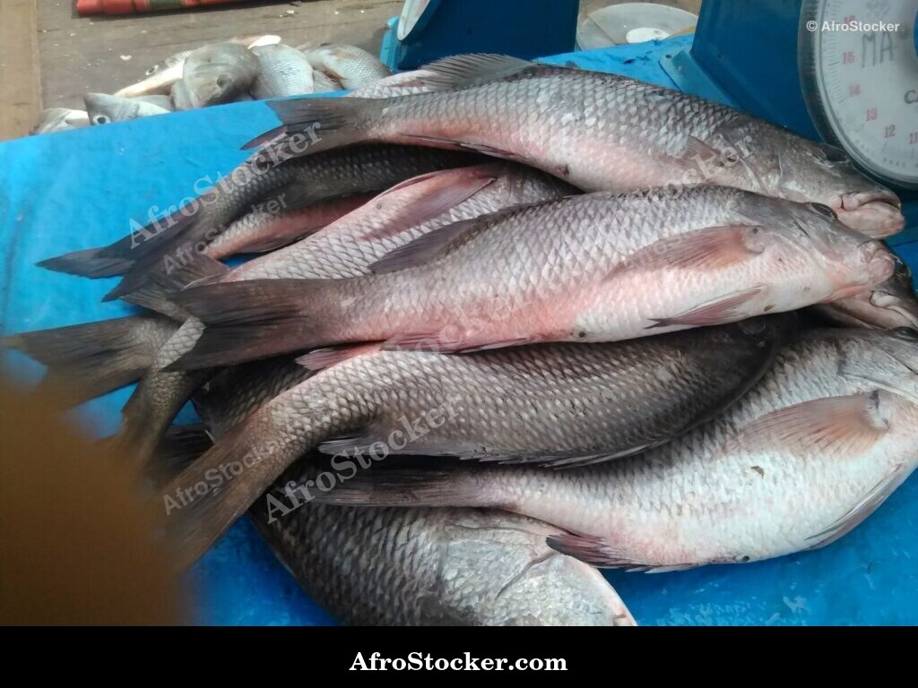 Fish Stall Riverside Africa / Stand de Poissons Afrique Riveraine | AfroStocker