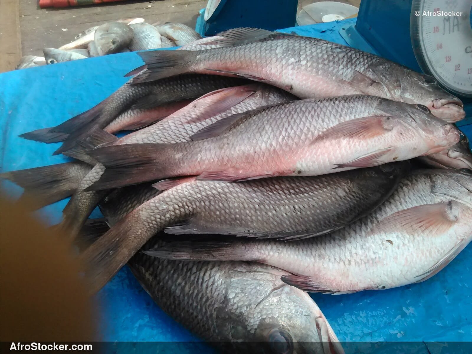 Fish Stall Riverside Africa / Stand de Poissons Afrique Riveraine | AfroStocker
