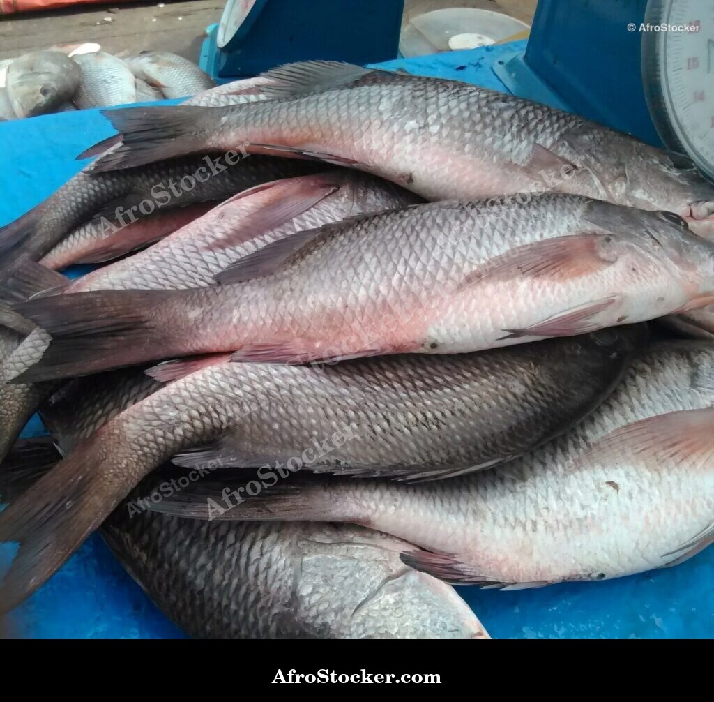 Fish Seller Riverside Africa / Marchand de Poissons Afrique Riveraine | AfroStocker