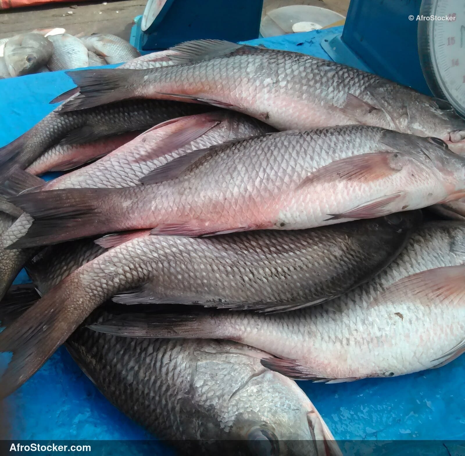 Fish Seller Riverside Africa / Marchand de Poissons Afrique Riveraine | AfroStocker