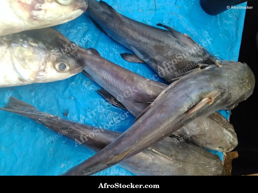 Fish Market West Africa / Marché aux Poissons Afrique de l'Ouest | AfroStocker