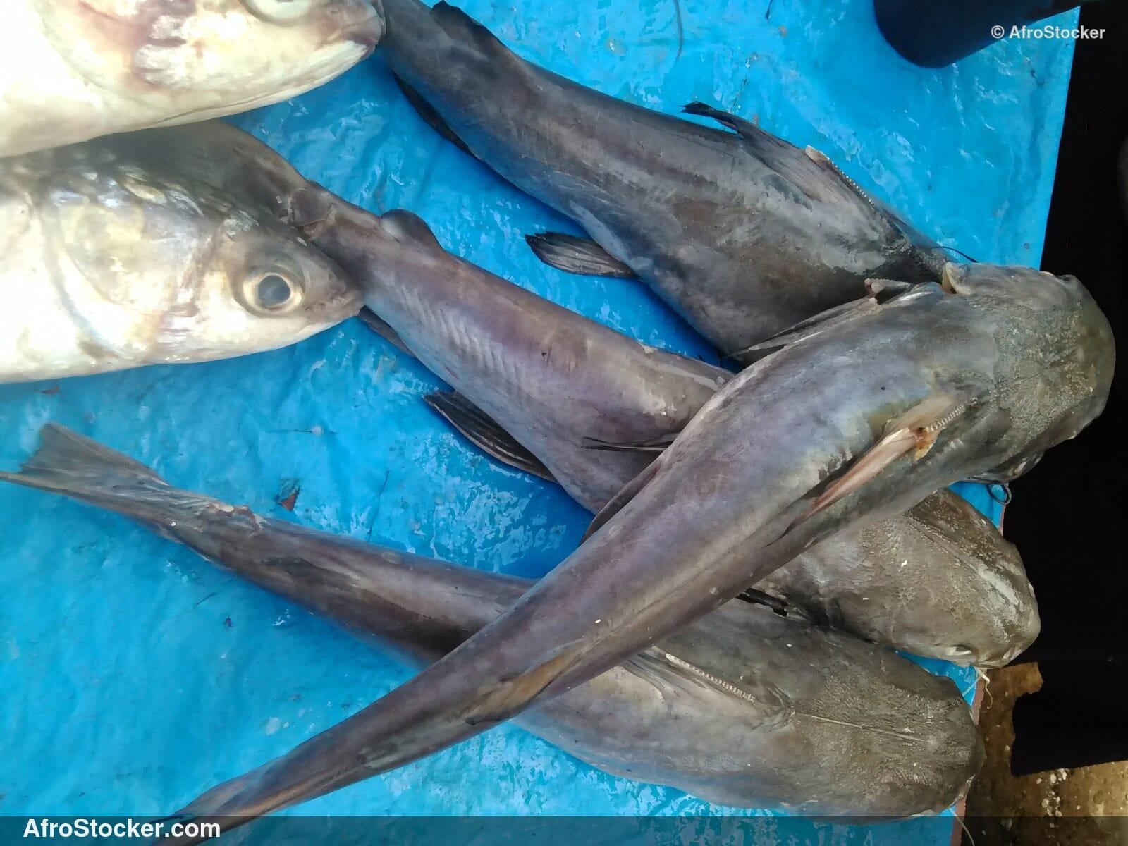Fish Market West Africa / Marché aux Poissons Afrique de l'Ouest | AfroStocker