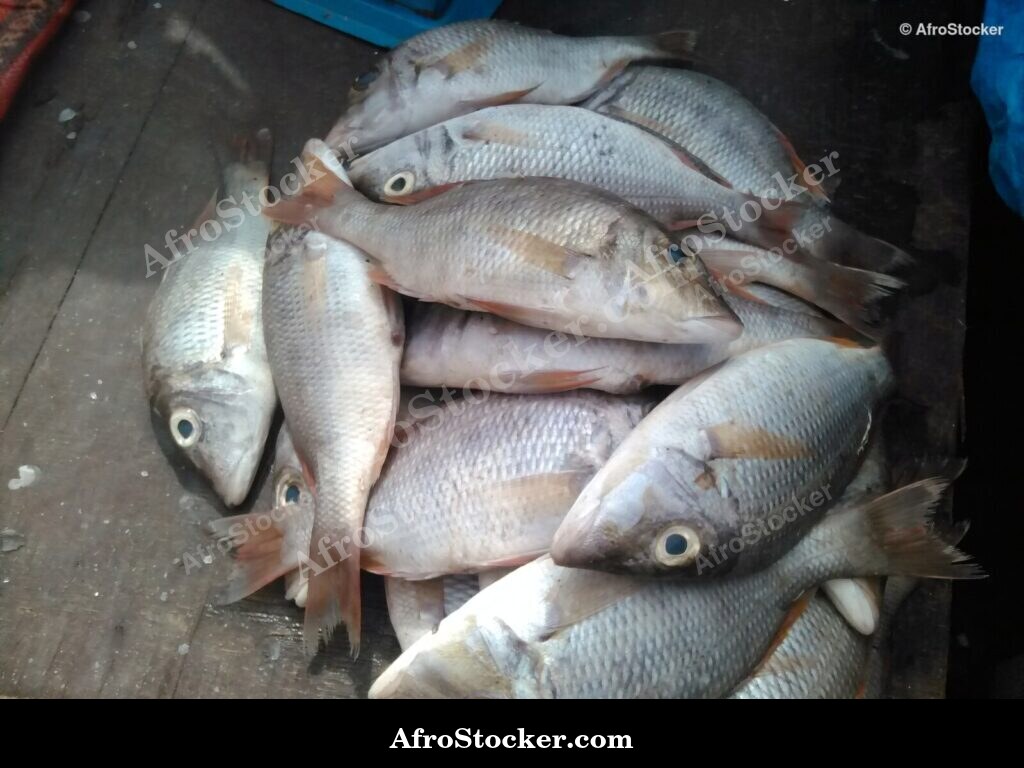 Fish Vendor West Africa / Vendeur de Poissons Afrique de l'Ouest | AfroStocker