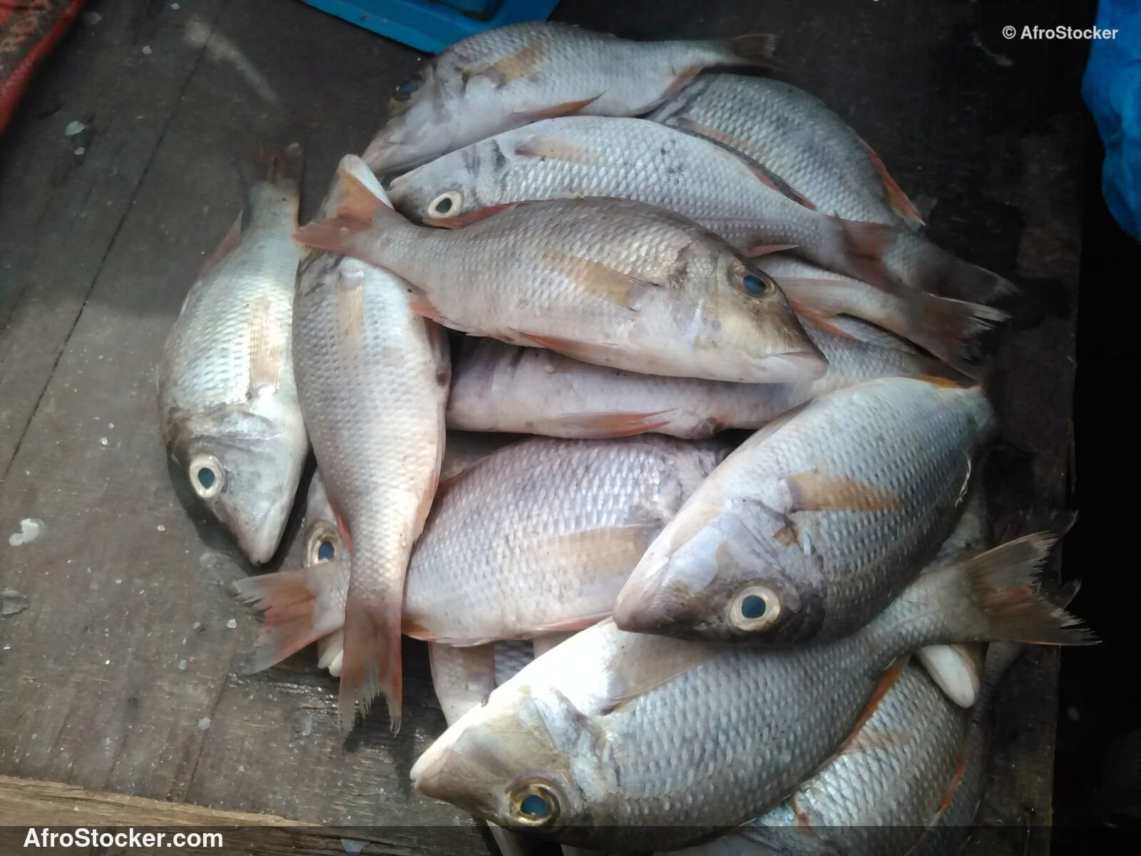 Fish Vendor West Africa / Vendeur de Poissons Afrique de l'Ouest | AfroStocker