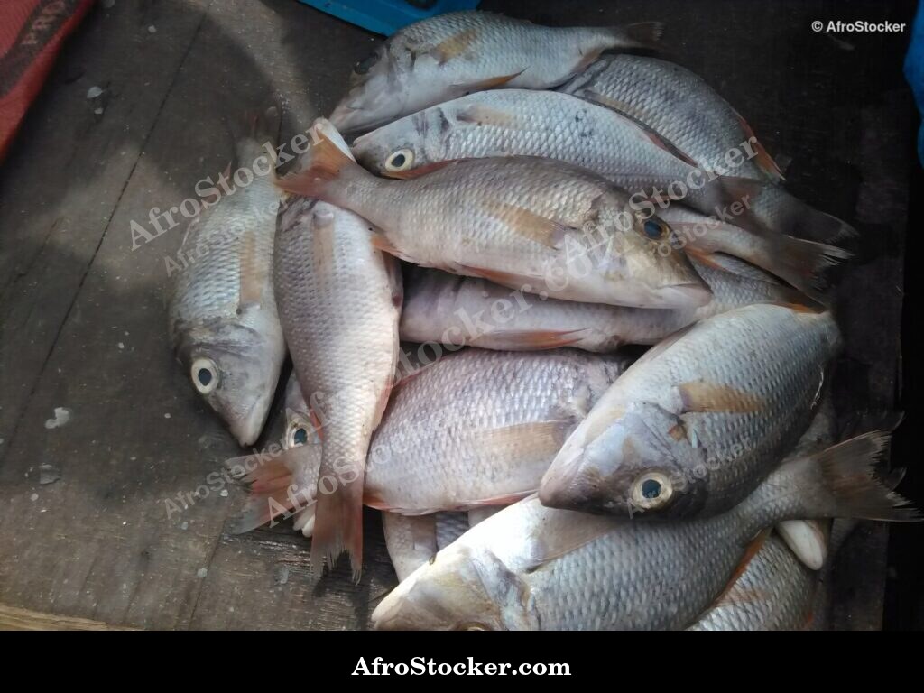 Fish Catch West Africa / Pêche Afrique de l'Ouest | AfroStocker