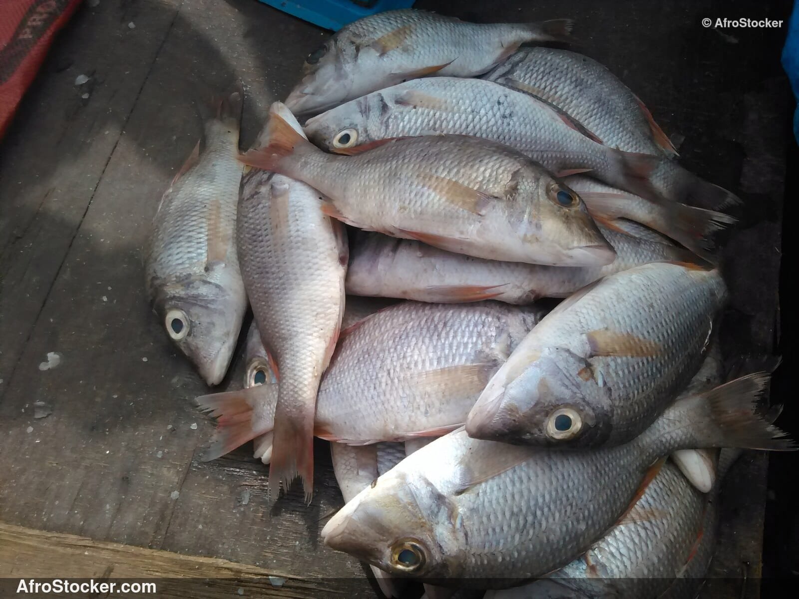 Fish Catch West Africa / Pêche Afrique de l'Ouest | AfroStocker