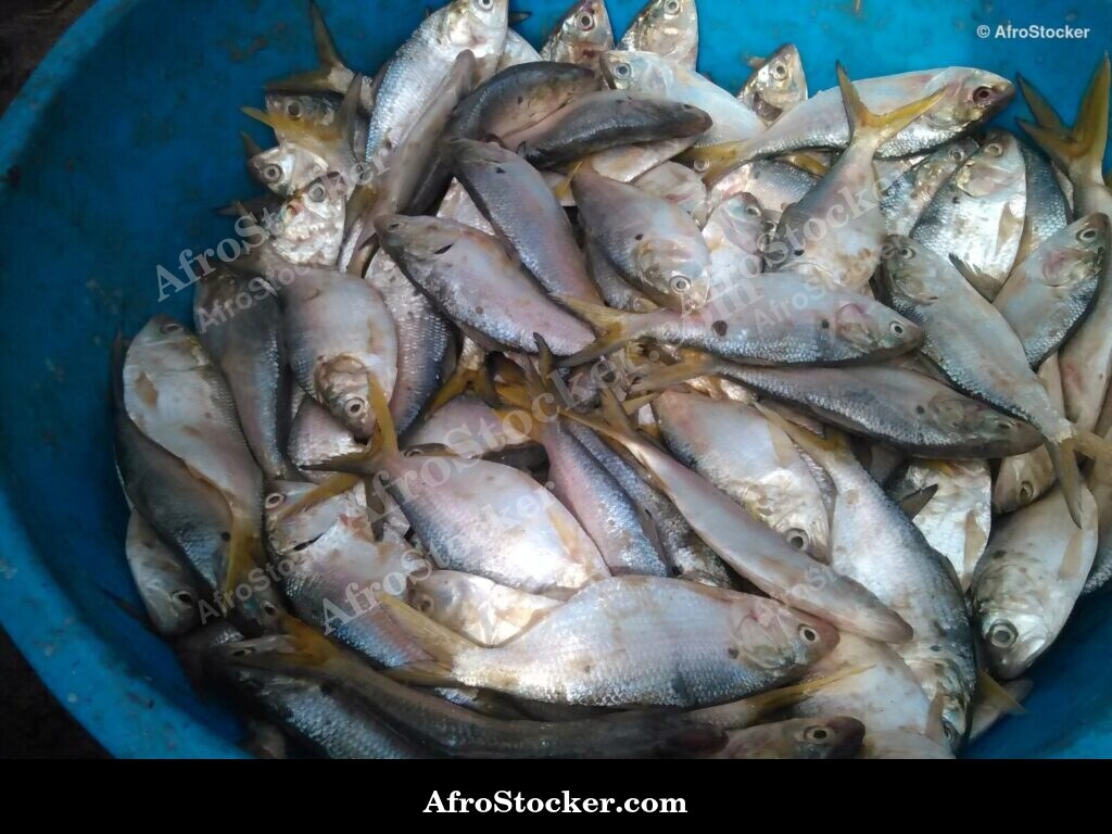 Fish Trade Coastal Village / Commerce de Poissons Village Côtier | AfroStocker