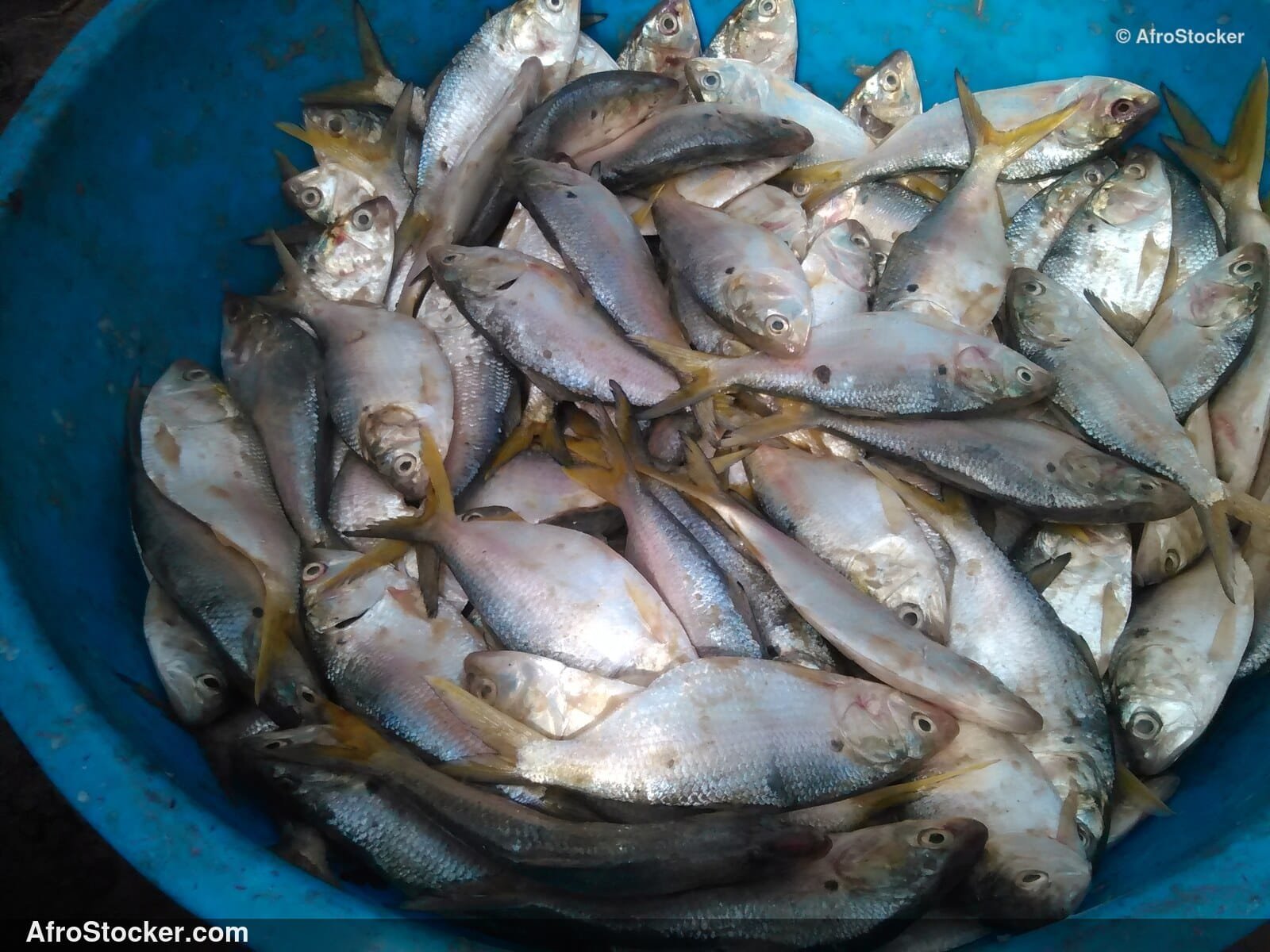 Fish Trade Coastal Village / Commerce de Poissons Village Côtier | AfroStocker