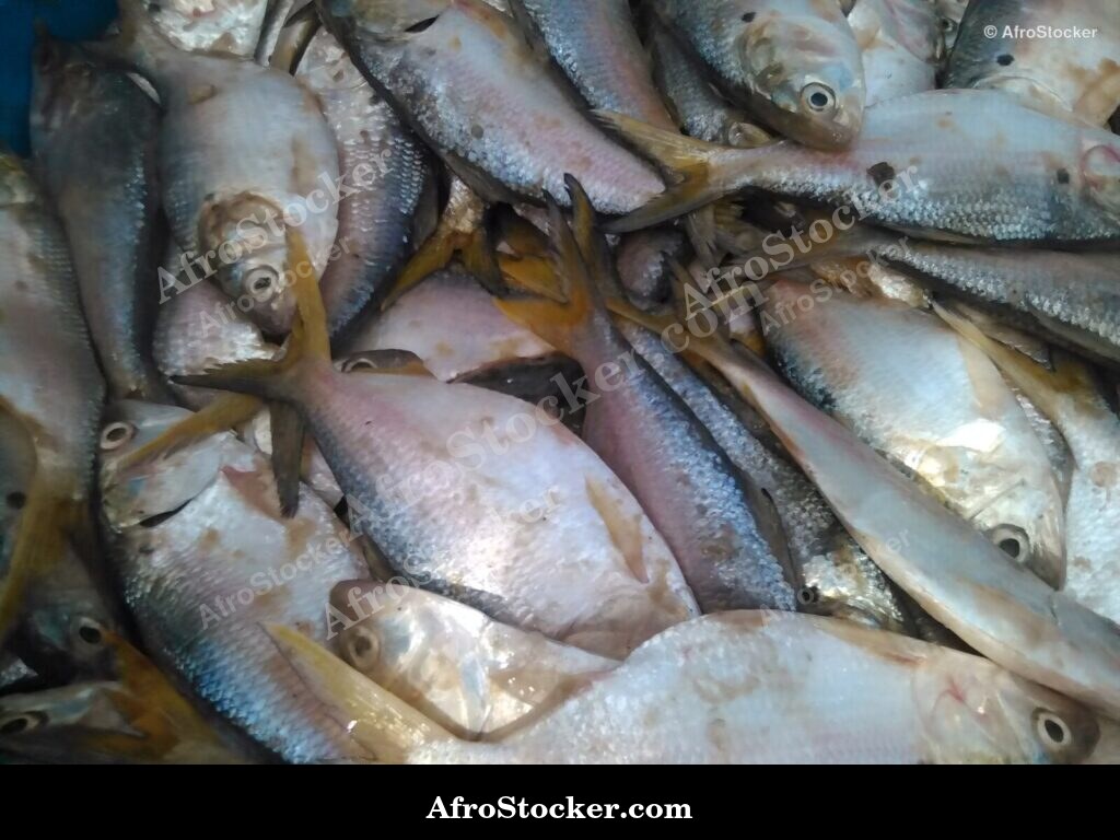 Fish Stall Coastal Village / Stand de Poissons Village Côtier | AfroStocker