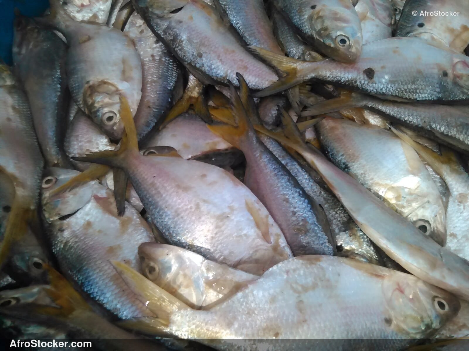Fish Stall Coastal Village / Stand de Poissons Village Côtier | AfroStocker